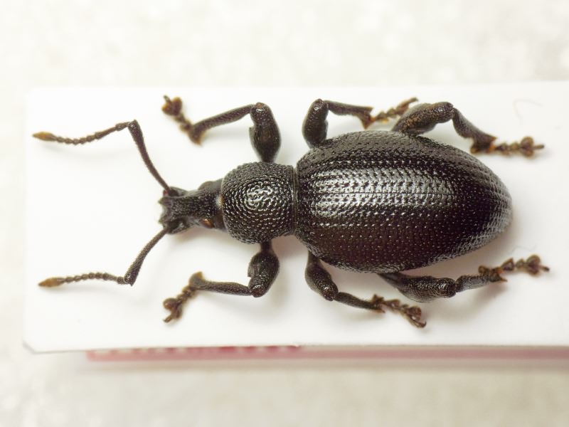 Otiorhynchus atronitens Formanek, 1925